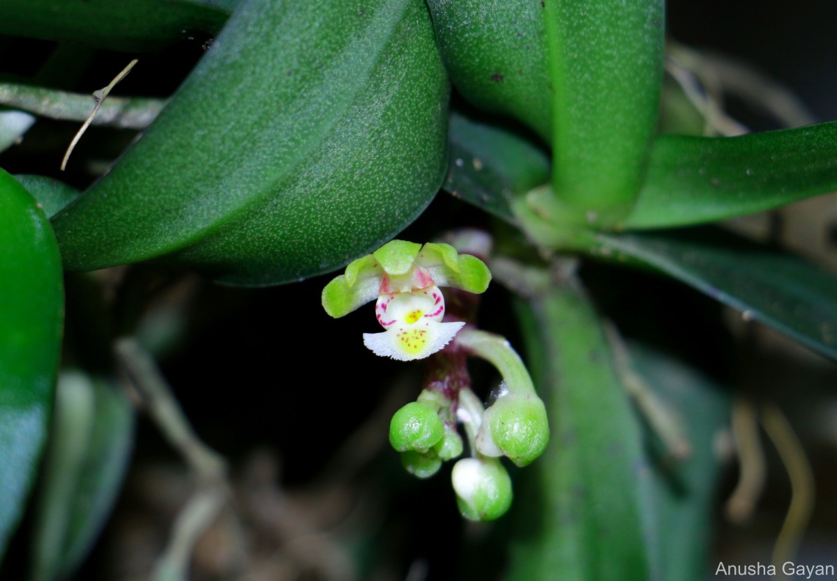 Gastrochilus flabelliformis (Blatt. & McCann) C.J.Saldanha